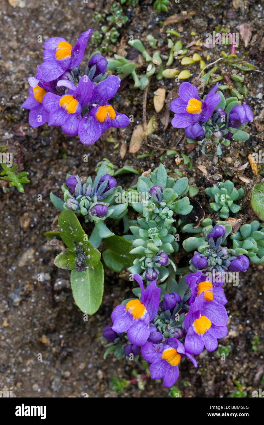 Alpen-Leinkraut (Linaria Alpina), Gamsgrube, Franz-Josefs-Hoehe, Nationalpark Hohe Tauern, Kärnten, Österreich, Europa Stockfoto