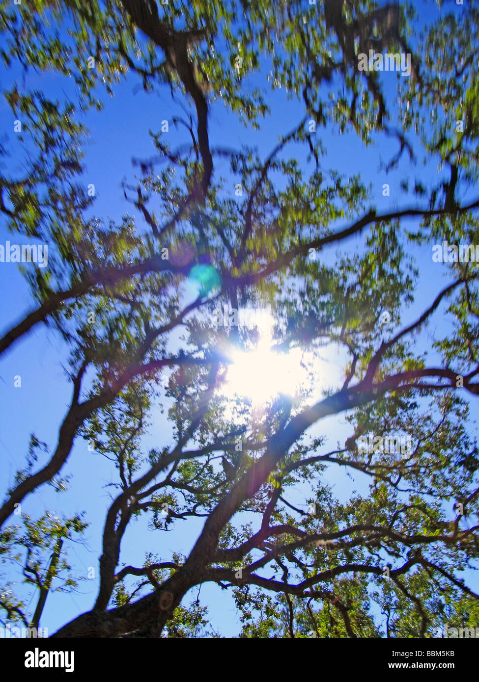 Geschwindigkeit-Unschärfe-Effekt; Blick auf Bäume Mehraufwand Stockfoto