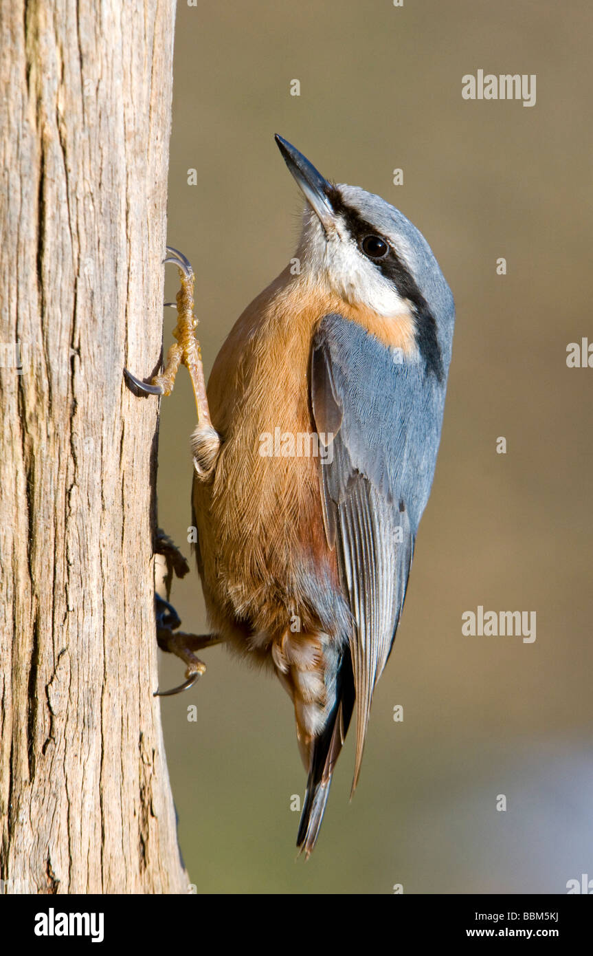 Eurasische Kleiber (Sitta Europaea), Stans, Tirol, Österreich, Europa Stockfoto