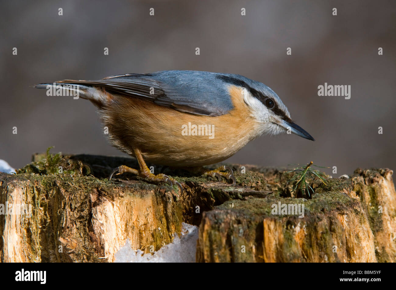 Eurasische Kleiber (Sitta Europaea), Stans, Tirol, Österreich, Europa Stockfoto