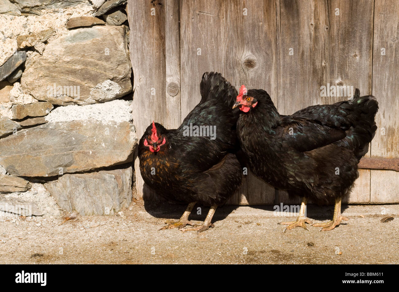 Hühner auf der Weide, Schoentagweid Alm, Jochberg, Tirol, Austria, Europe Stockfoto
