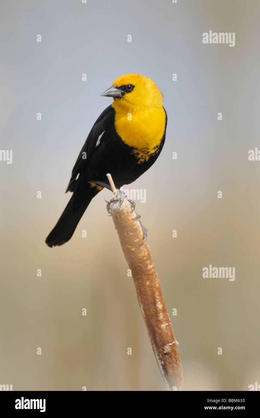 Gelb-vorangegangene Amsel Stockfoto