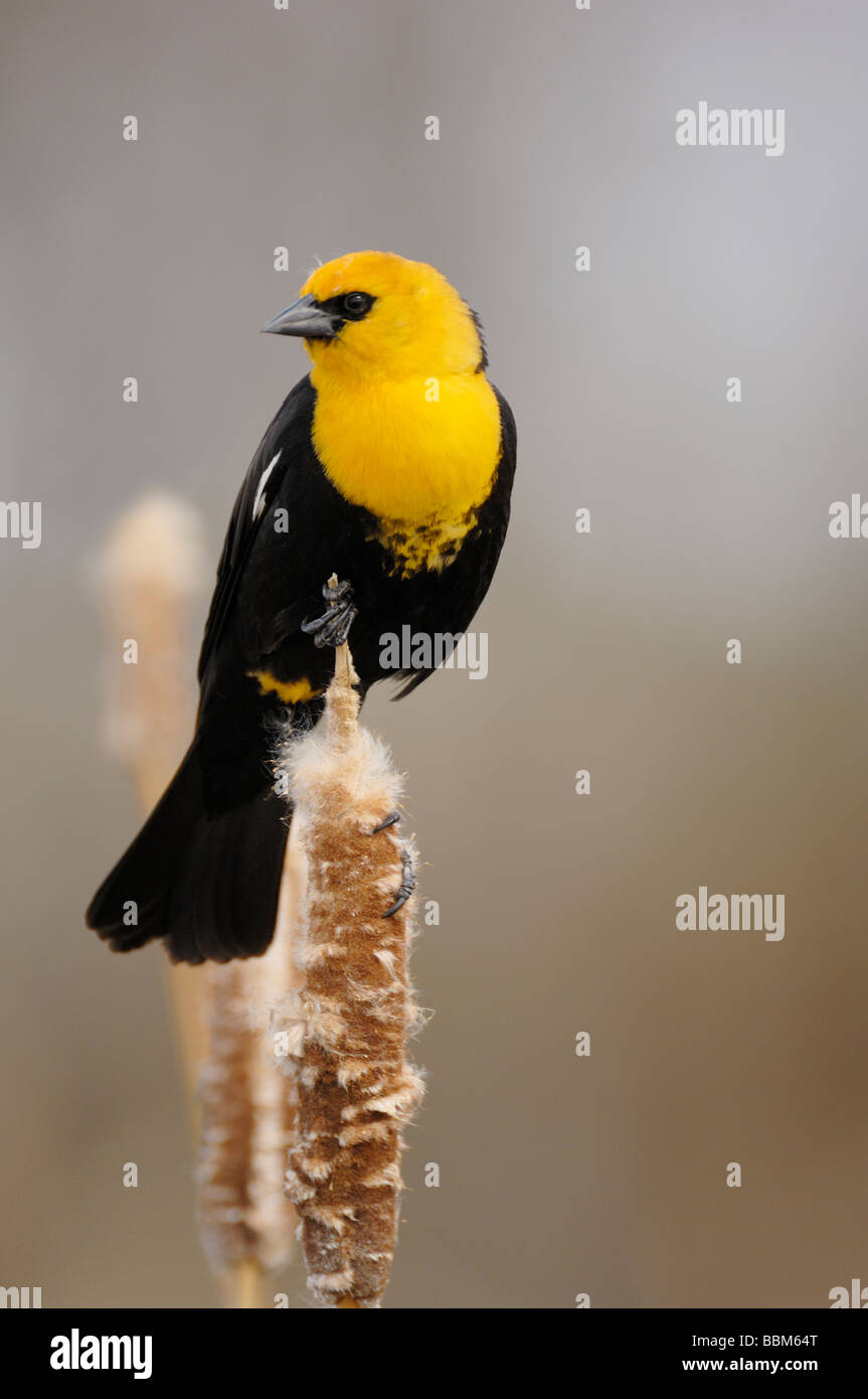 Gelb-vorangegangene Amsel Stockfoto