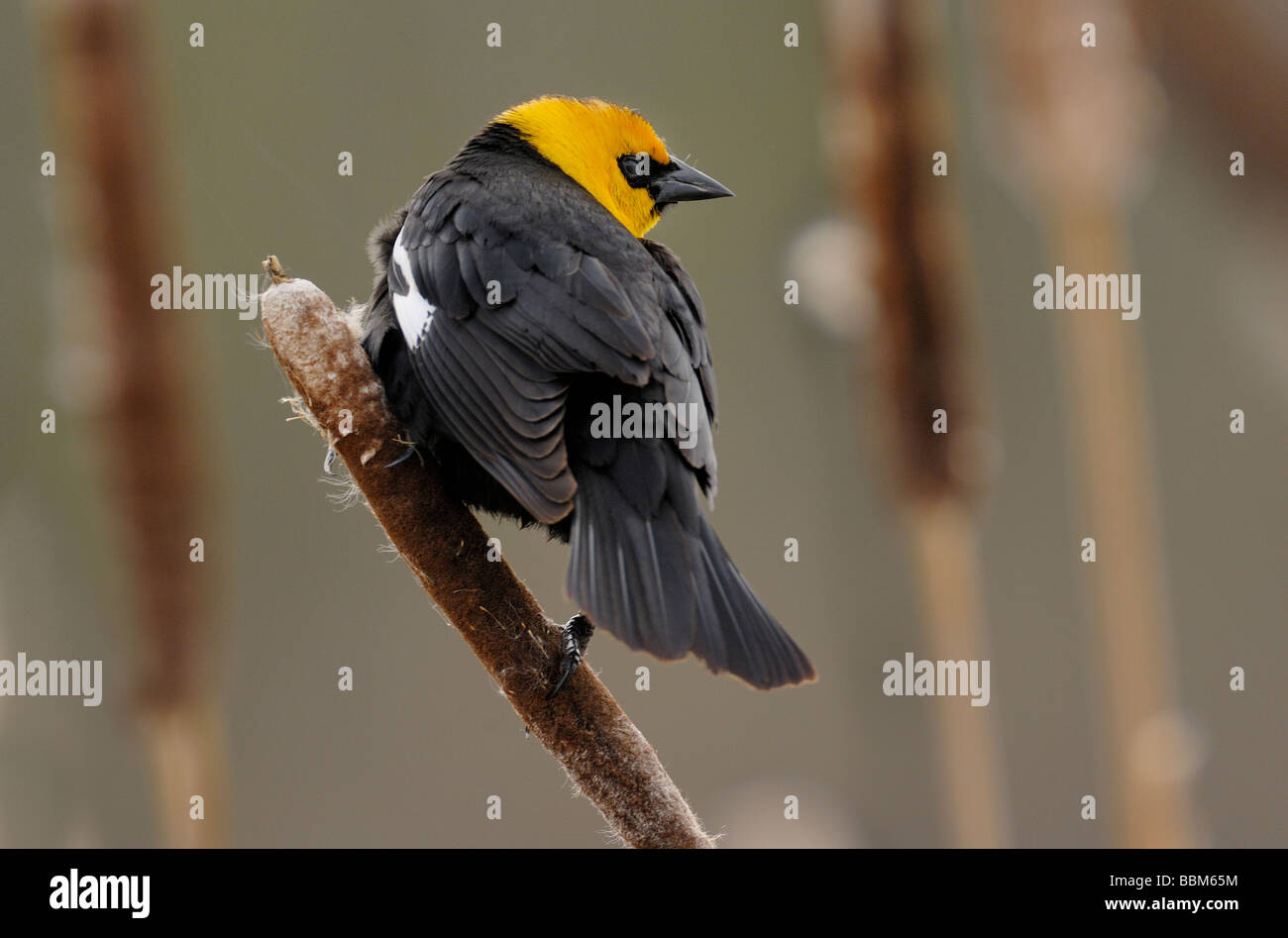 Gelb-vorangegangene Amsel Stockfoto