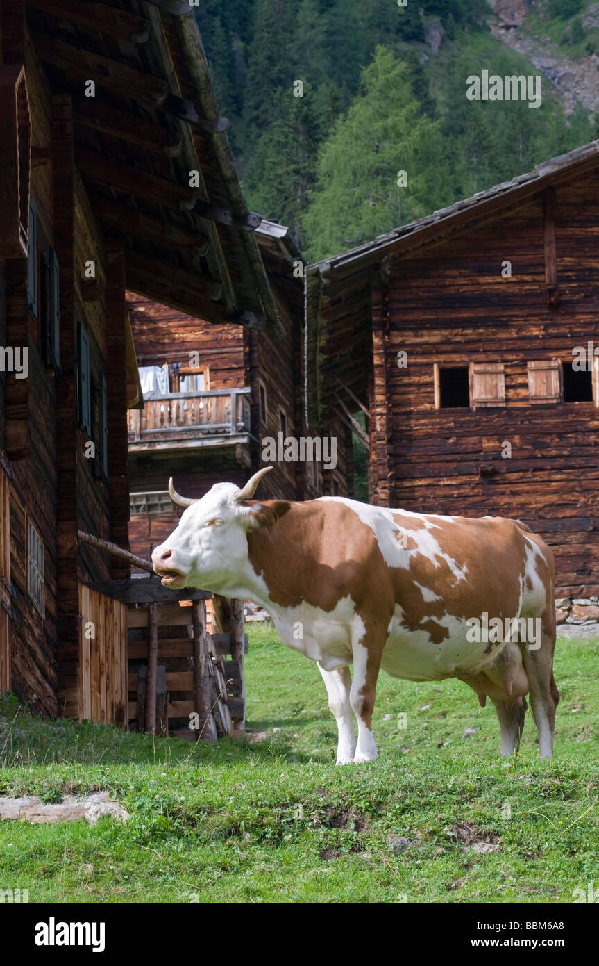 Kuh auf der Alm, Oberstaller Alm, Innervillgraten, Ost-Tirol, Österreich, Europa Stockfoto