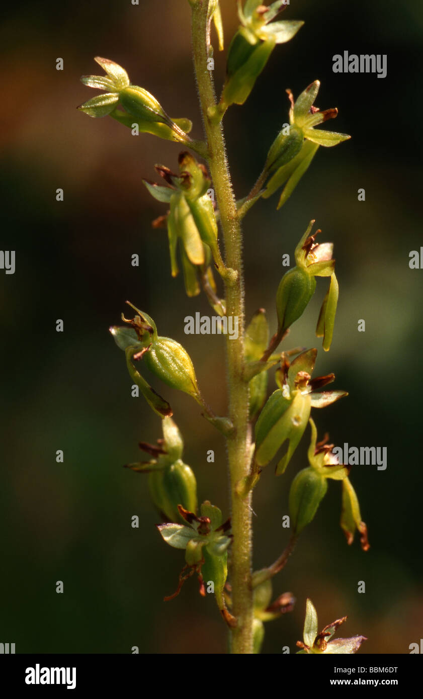 Gemeinsamen Nestwurzen, Listera Ovata, Orchidaceae Stockfoto