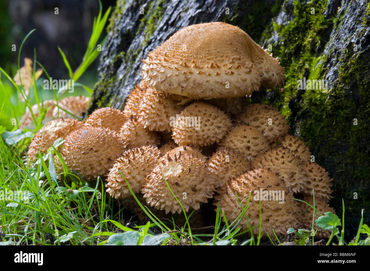 Schuppige Pholiota (Pholiota Squarrosa), Schwaz, Tirol, Österreich, Europa Stockfoto