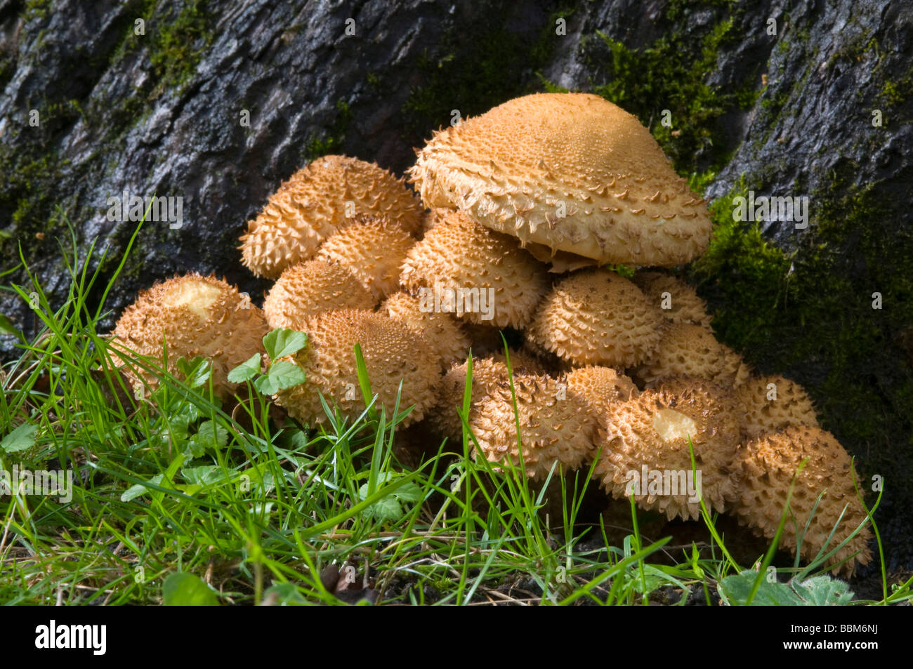 Schuppige Pholiota (Pholiota Squarrosa), Schwaz, Tirol, Österreich, Europa Stockfoto