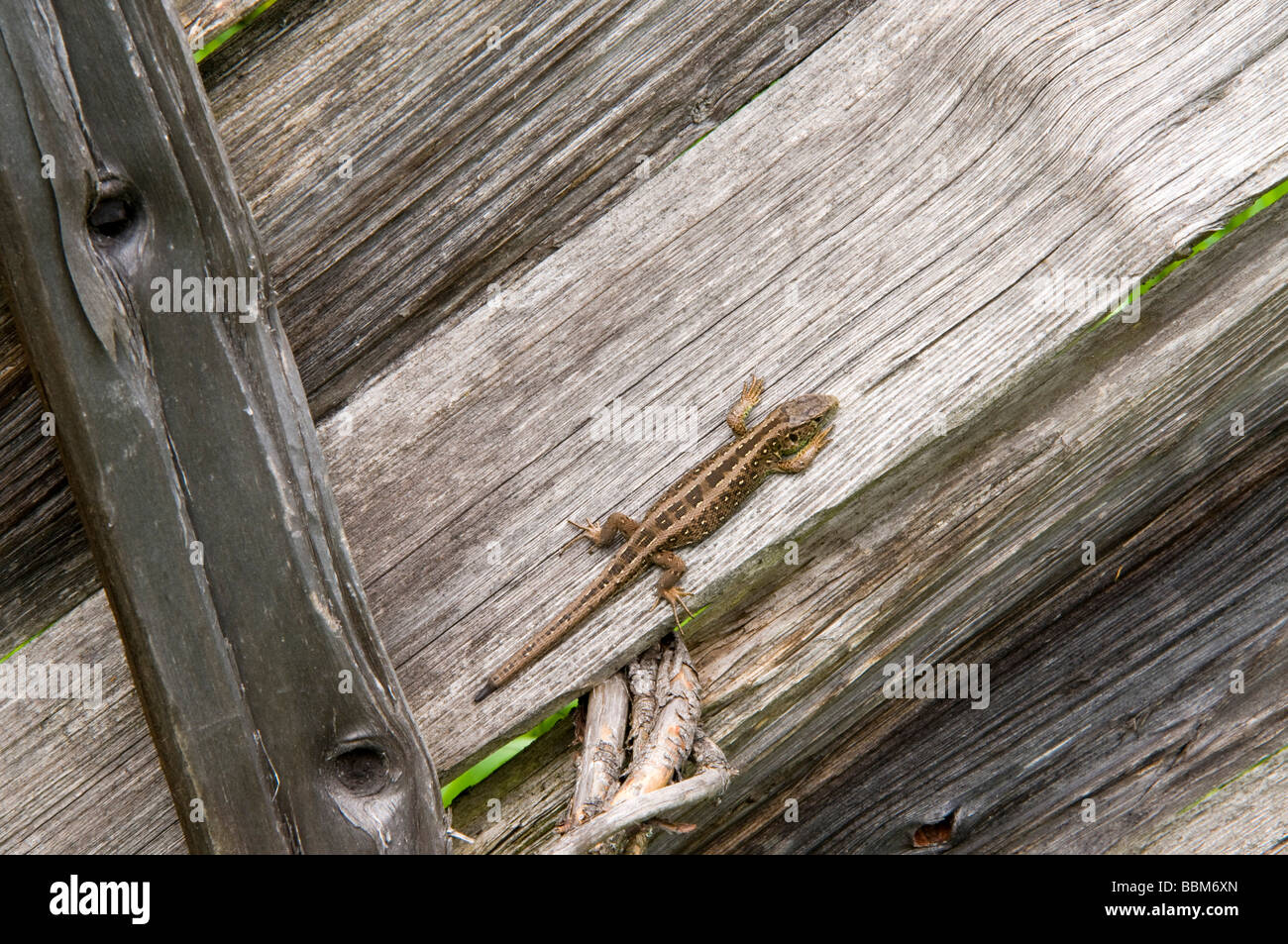 Sand-Eidechse (Lacerta Agilis), Museum Tiroler Bauernhoefe, Tirol Bauernhof Museum, Kramsach, Tirol, Österreich, Europa Stockfoto