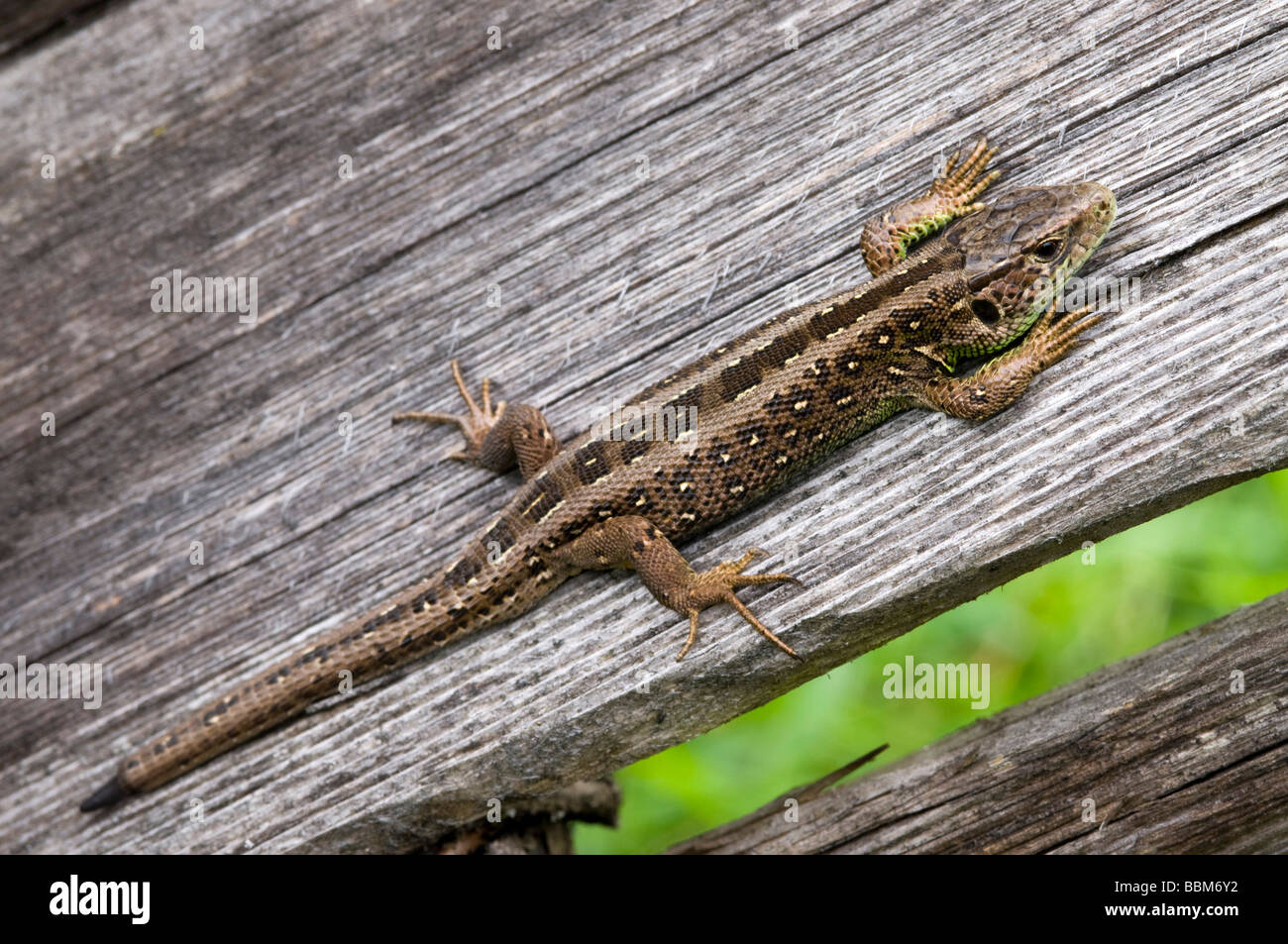 Sand-Eidechse (Lacerta Agilis), Museum Tiroler Bauernhoefe, Tirol Bauernhof Museum, Kramsach, Tirol, Österreich, Europa Stockfoto