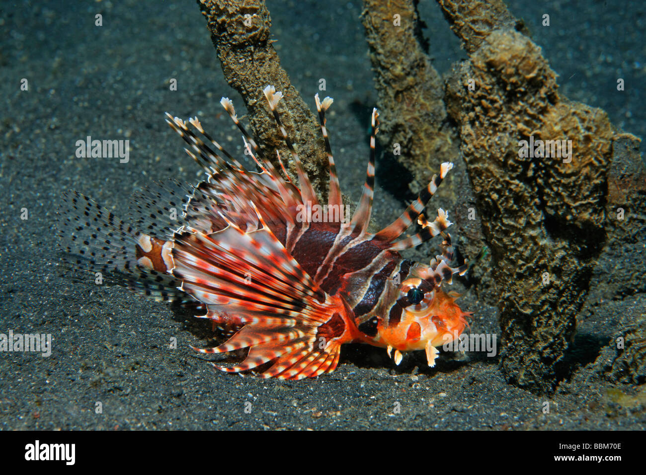 Rot Rotfeuerfisch (Pterois Volitans) versteckt sich hinter Schwamm auf Sandboden, Gangga Island, Lembeh gerade, Inseln Bangka, North Sula Stockfoto