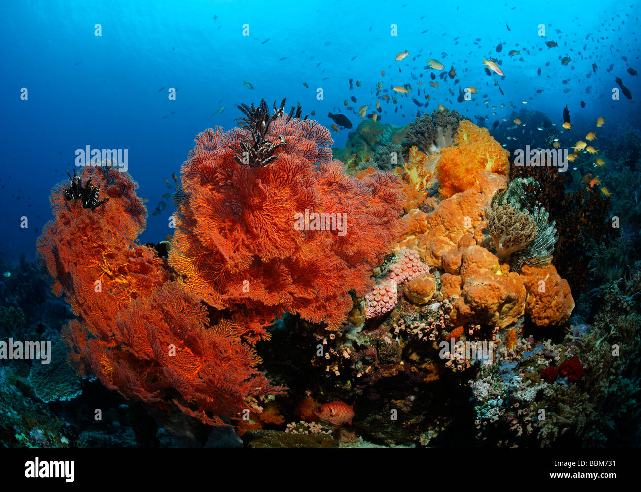 Korallenblock am Korallenriff mit verschiedenen roten Gorgonien (auch Melithaea) und Fisch, Gangga Island, Inseln Bangka, North Sula Stockfoto