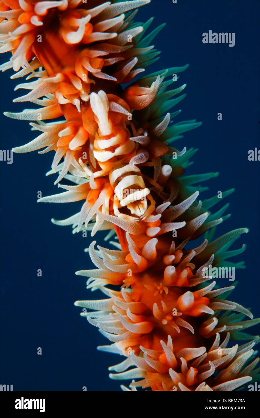 Korallene-Garnelen (Dasycaris Zanzibarica), auf Coiled Draht Koralle (Cirripathes Anguinea) mit Polypen, Gangga Island, Bangka Inseln, N Stockfoto