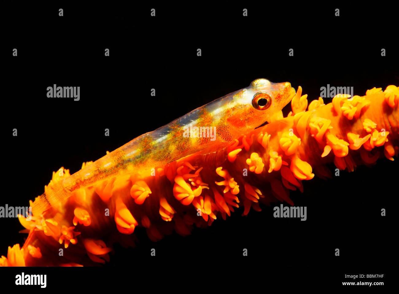 Toth Grundel (Pleurosicya Mossambica) leben getarnt auf Draht Koralle (Cirrpathes Spiralis) Gangga Island, Inseln Bangka, North S Stockfoto