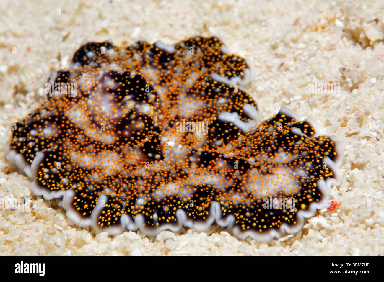 Yello-spotted Flatworm (Acanthozon SP.) auf Sand, Gangga Island, Inseln Bangka, Nord-Sulawesi, Indonesien, Molukka Meer, Pazifik Stockfoto