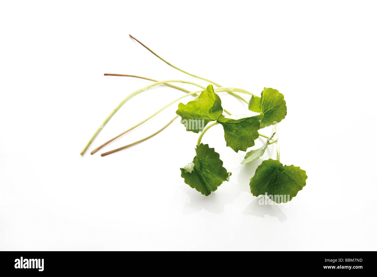 GotU Kola, asiatische Abel, indischen Wassernabelkraut (Centella Asiatica) Stockfoto