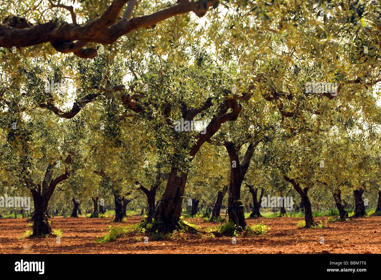 Baum Olivenhaine Betriebe Landwirtschaft Agrigento Provinz Sizilien Italien Stockfoto