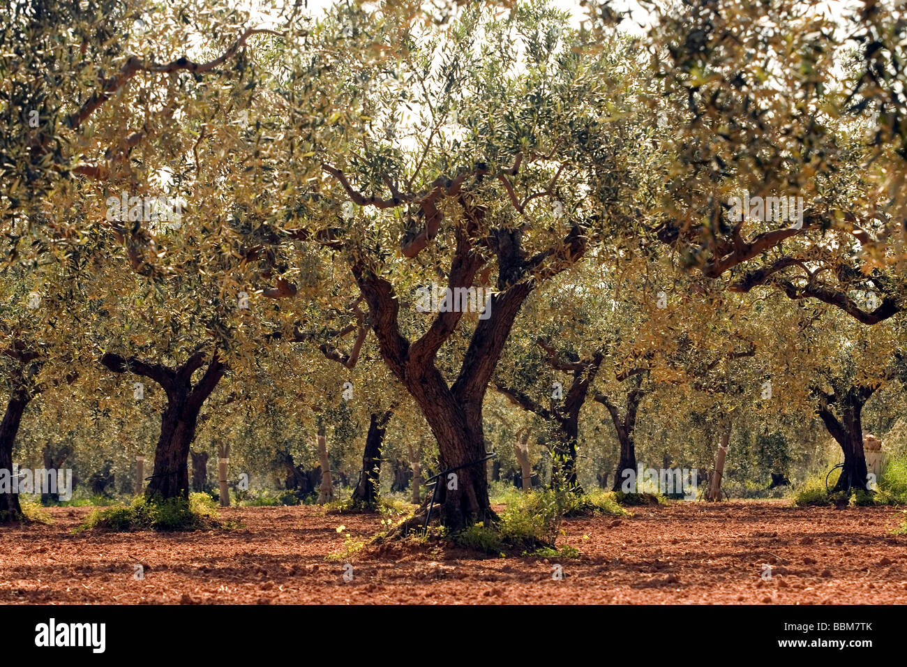 Baum Olivenhaine Agrigento Provinz Sizilien Italien Stockfoto