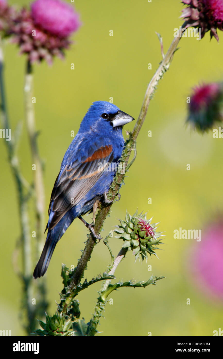 Blaue Kernbeißer gehockt Distel Wildflower Blüten - vertikal Stockfoto