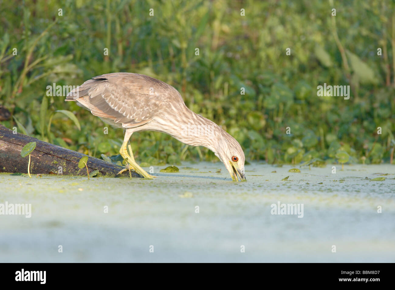 Juvenile Black gekrönt Nachtreiher Stockfoto