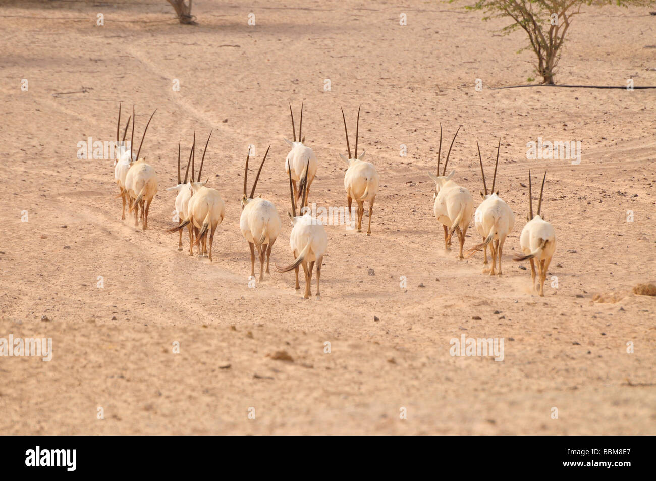 Arabische Oryx (arabischer Oryx), Sir Bani Yas Island, Abu Dhabi, Vereinigte Arabische Emirate, Arabien, Orient, Orient Stockfoto