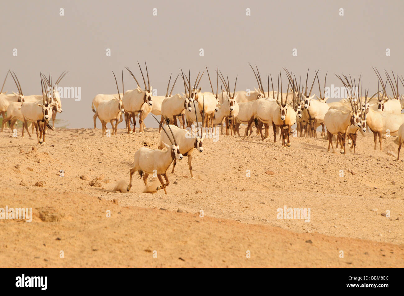 Arabische Oryx (arabischer Oryx), Sir Bani Yas Island, Abu Dhabi, Vereinigte Arabische Emirate, Arabien, Orient, Orient Stockfoto