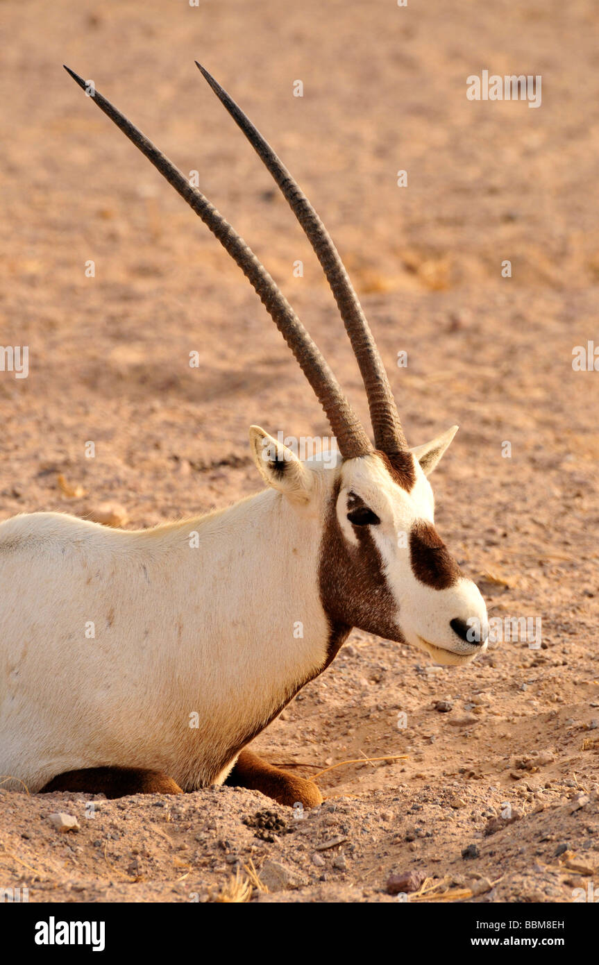 Arabische Oryx (arabischer Oryx), Sir Bani Yas Island, Abu Dhabi, Vereinigte Arabische Emirate, Arabien, Orient, Orient Stockfoto