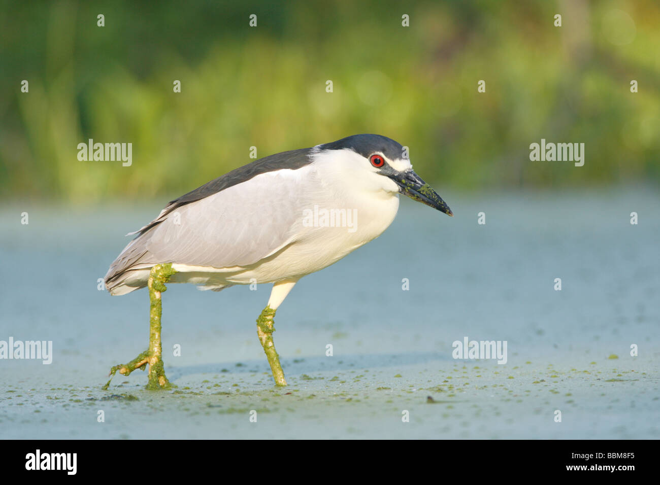 Schwarz gekrönt Nachtreiher Stockfoto