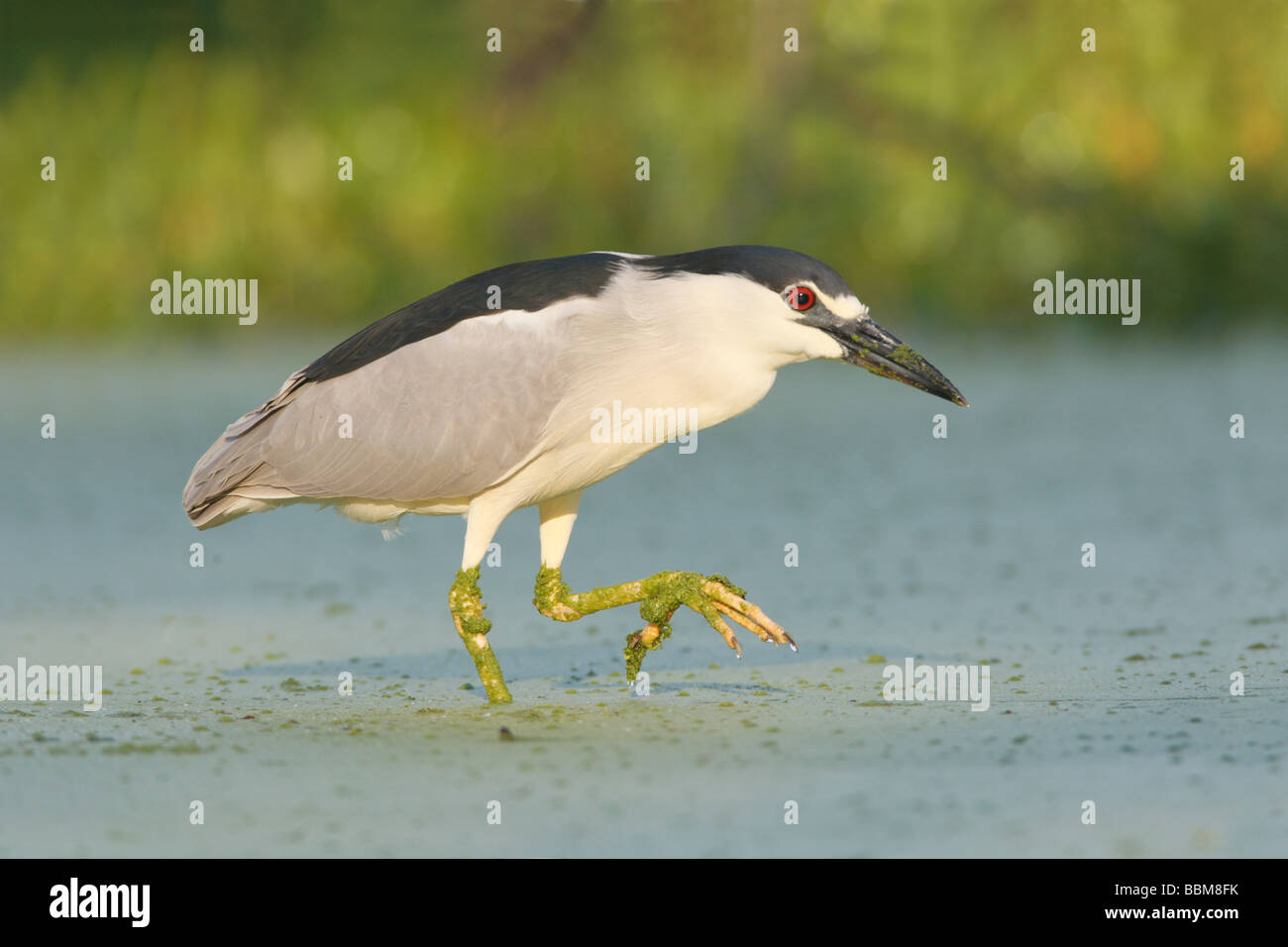 Schwarz gekrönt Nachtreiher Stockfoto