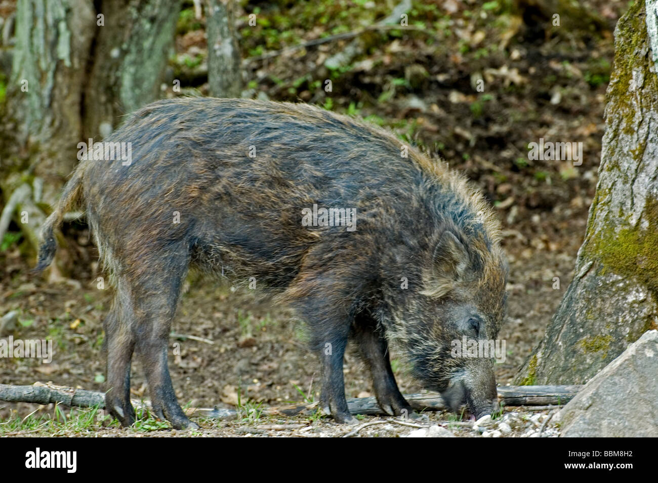 Ein Wildschwein im Frühjahr Stockfoto