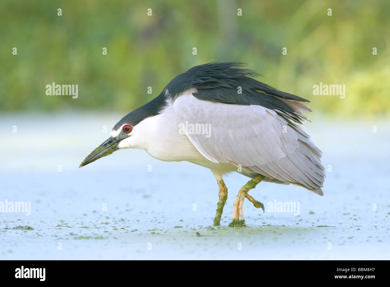 Schwarz gekrönt Nachtreiher Stockfoto