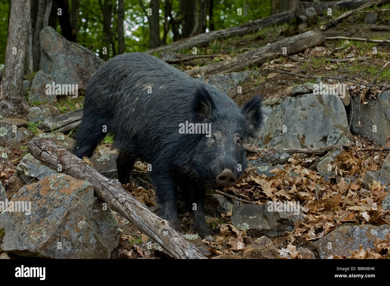 Ein Wildschwein in den Wäldern Stockfoto