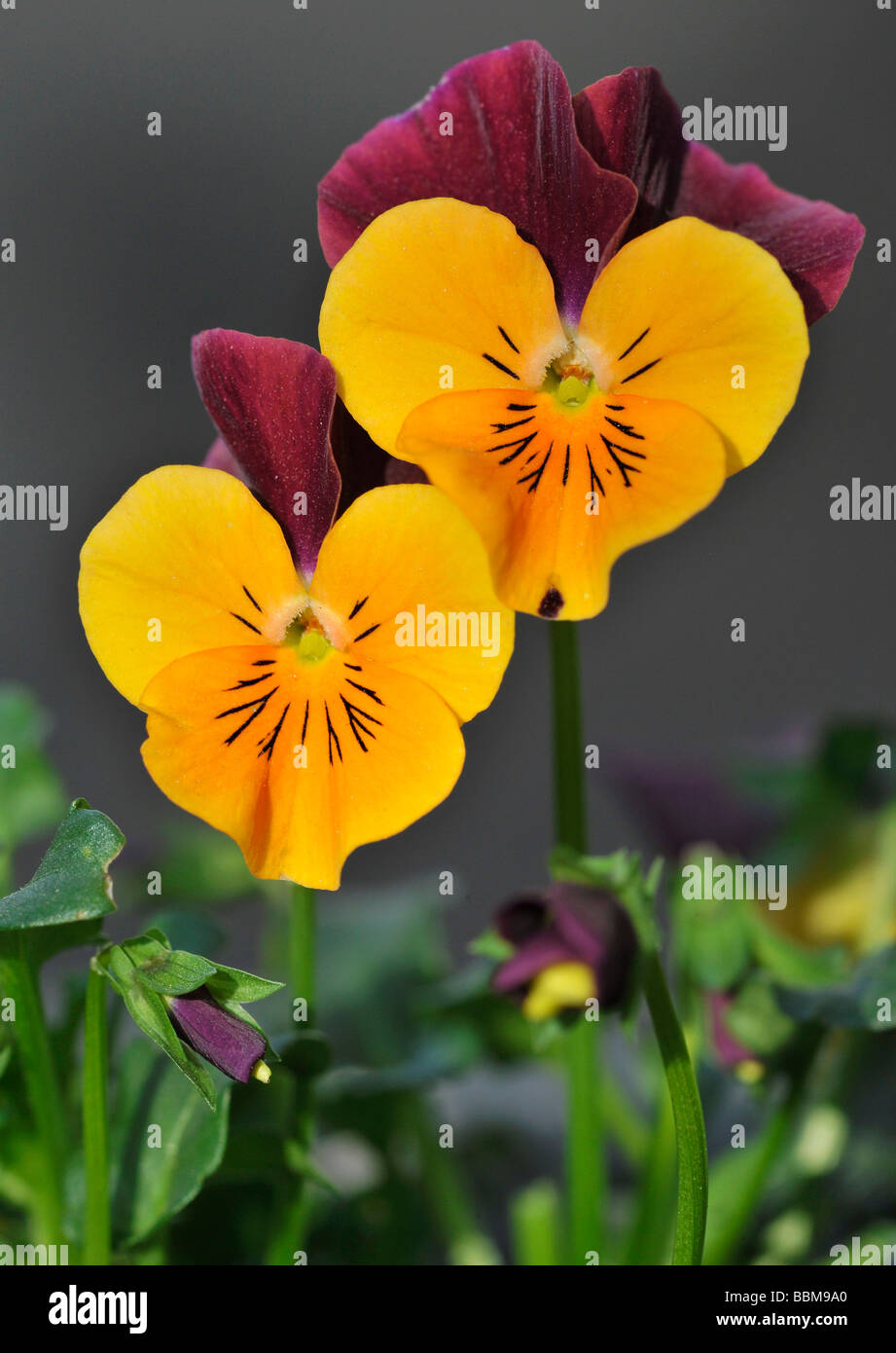 Veilchen Oder Stiefmutterchen Veilchen Viola Wittrockiana Stockfotografie Alamy