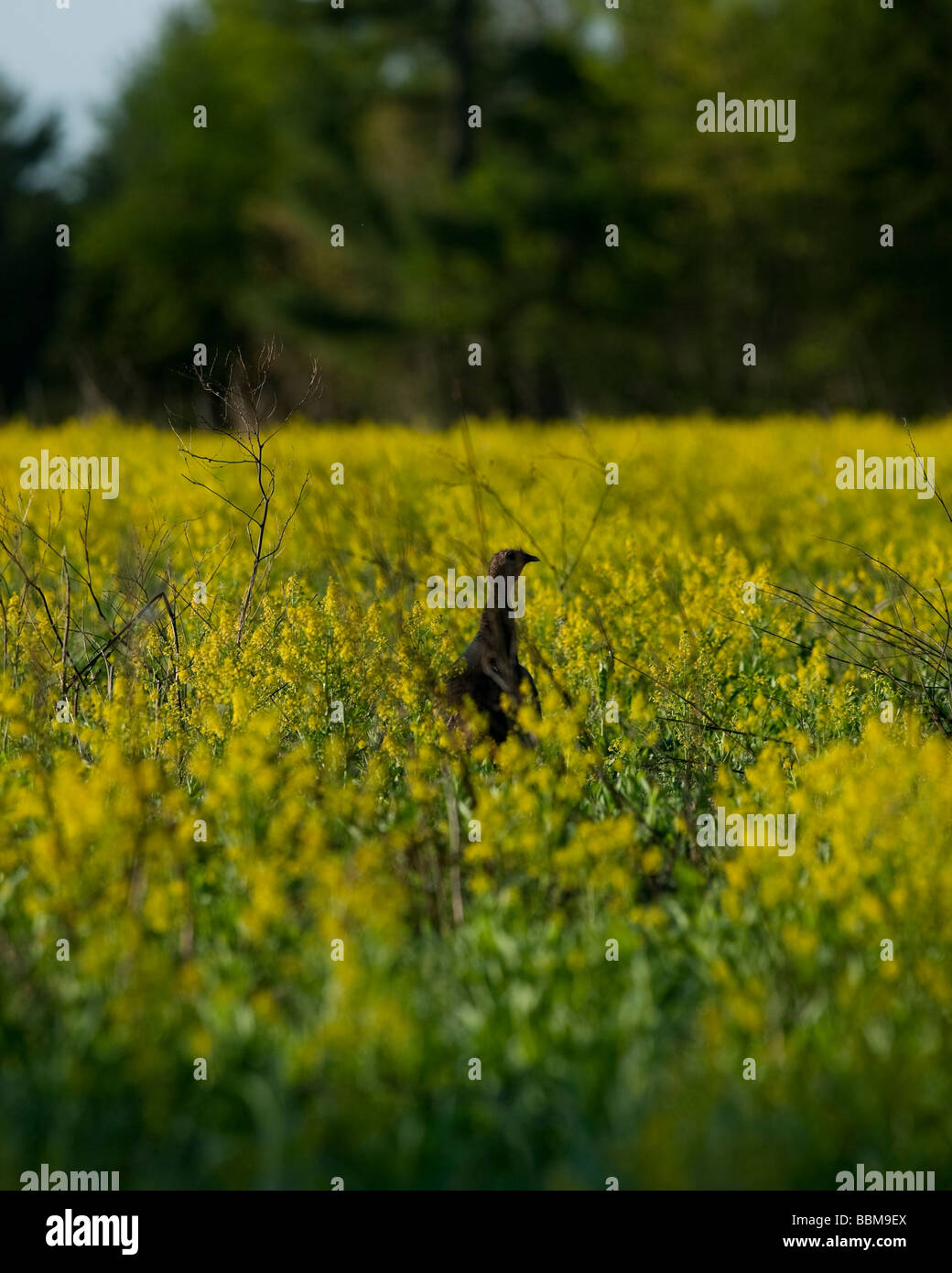 Einsamer Wildtruthahn Henne in einem Feld von Blüten Stockfoto