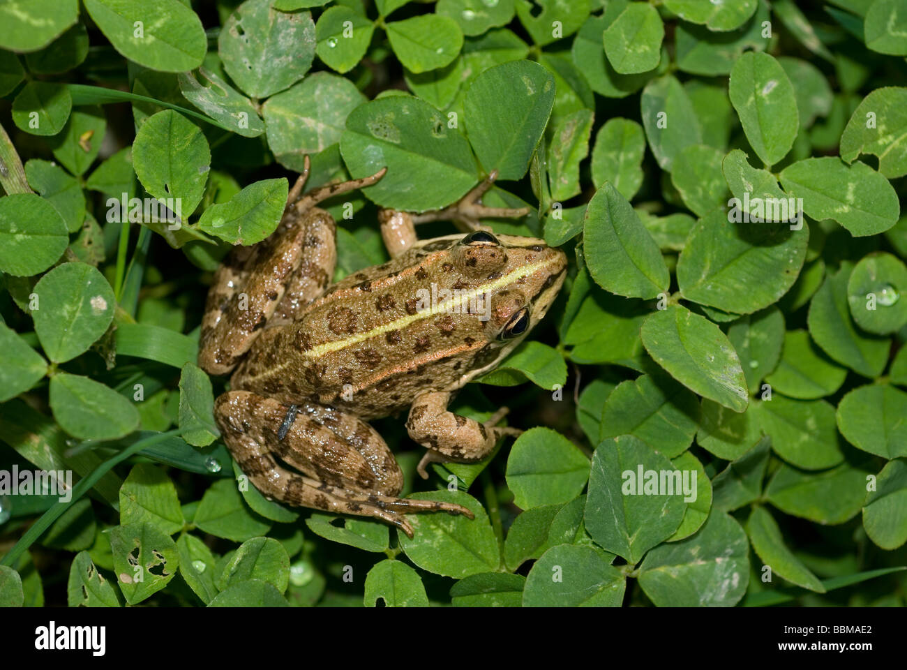 Iberische grüner Frosch (Rana Perezi) Stockfoto