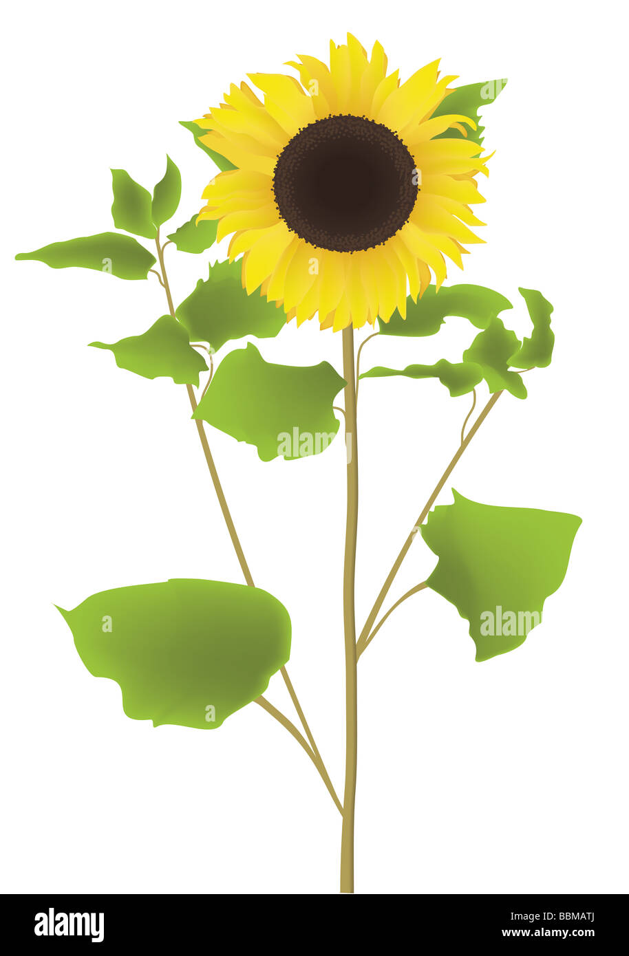 Sonnenblume. Stockfoto