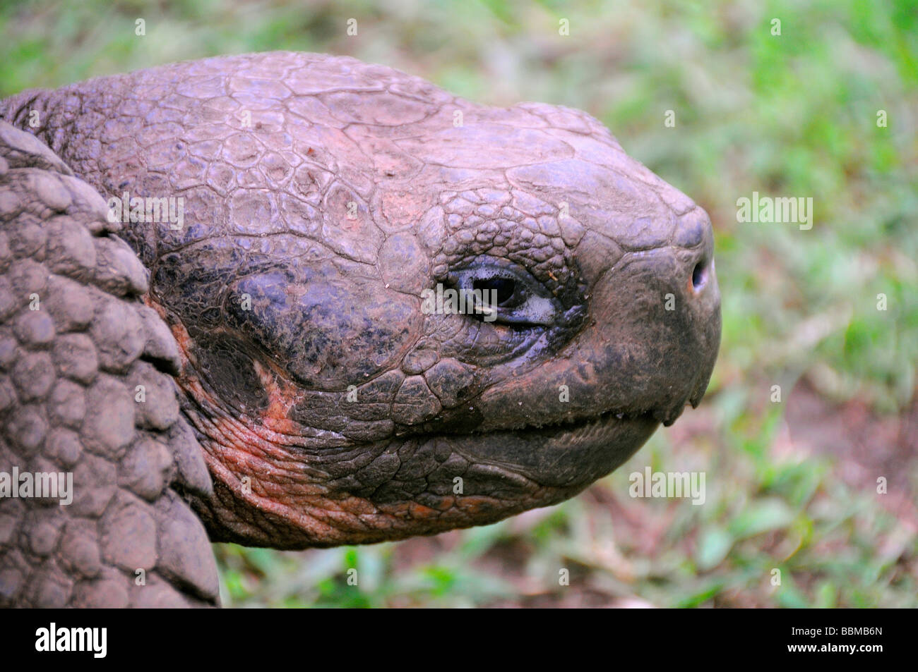 Galapagos-Schildkröte Stockfoto