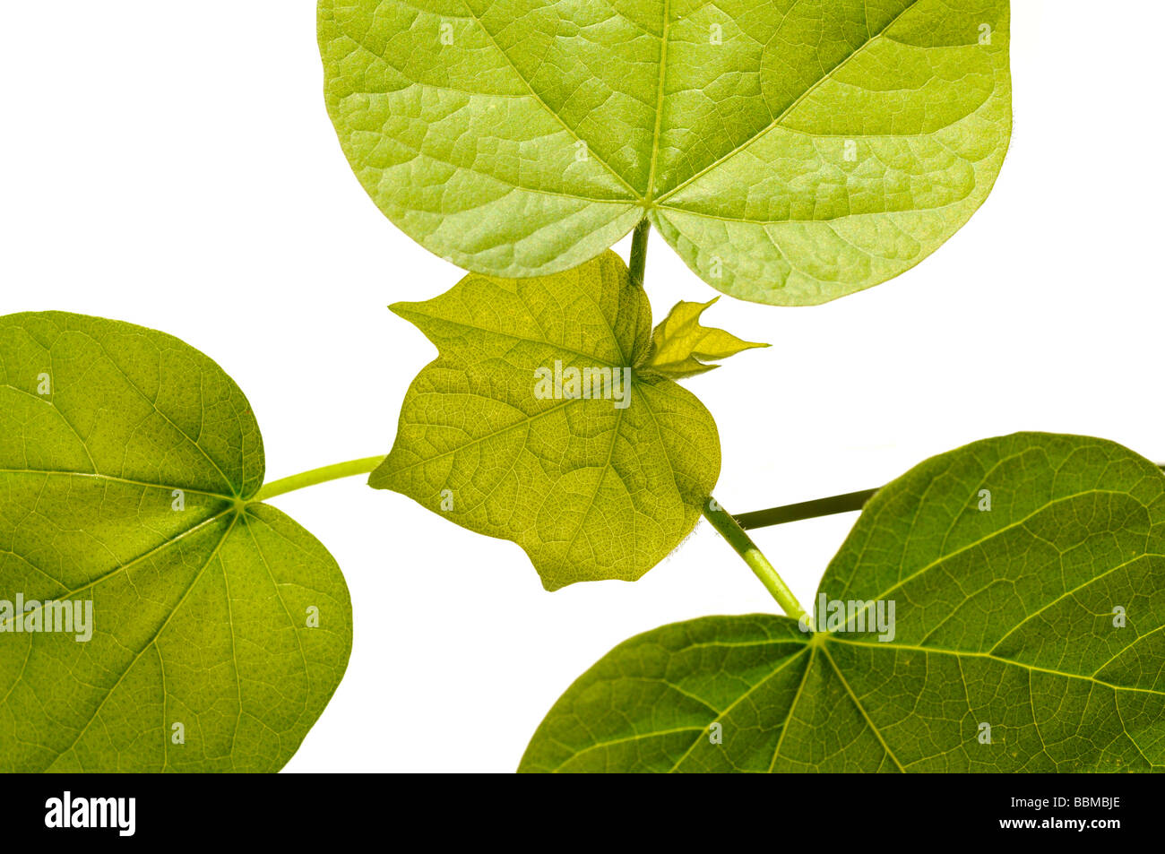 Gezackten Blättern eine Baumwollpflanze (Gossypium Herbaceum) Stockfoto