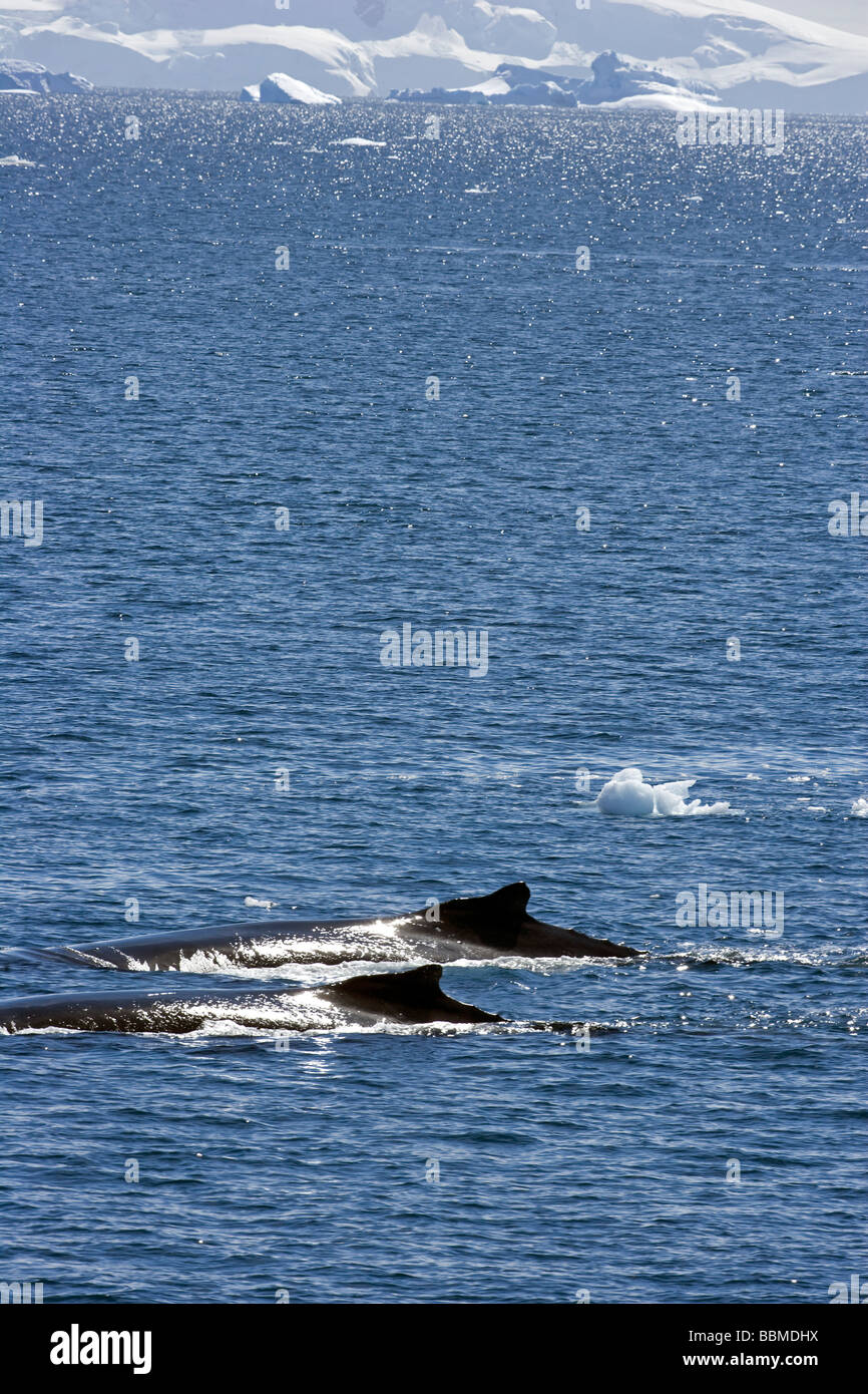 Antarktis, antarktische Halbinsel, Neko Harbour. Eine Mutter und Kalb Buckelwal (Impressionen Novaeangliae) Stockfoto