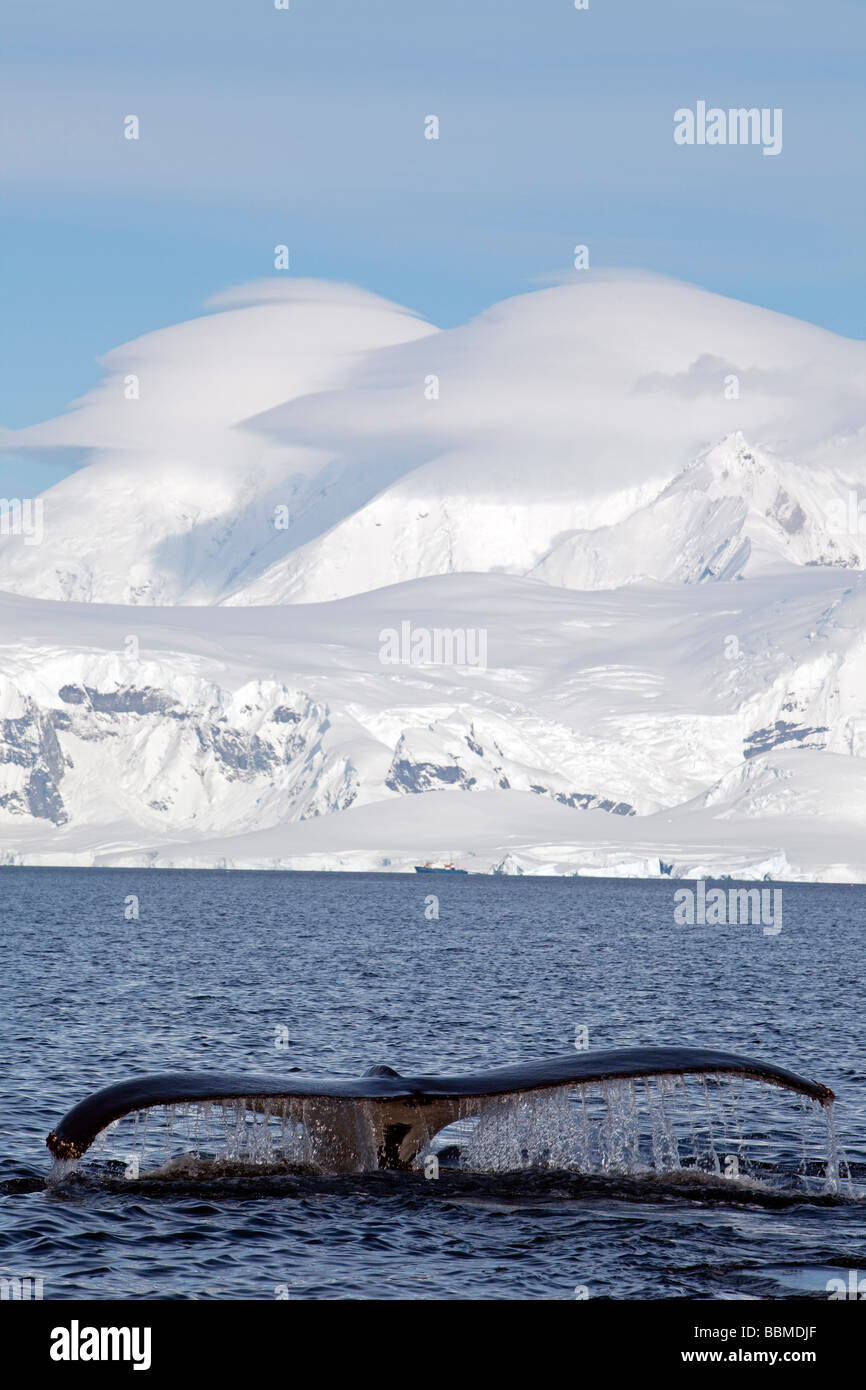 Antarktis, antarktische Halbinsel, in der Nähe von Neko Harbour ein Buckelwale (Impressionen Novaeangliae) zeigt es zurück und Fluke. Stockfoto