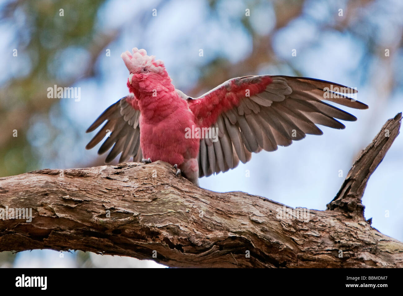 Australien, Victoria. Eine schöne Rosakakadu, eine australische Papagei, breitet seine Flügel. Stockfoto