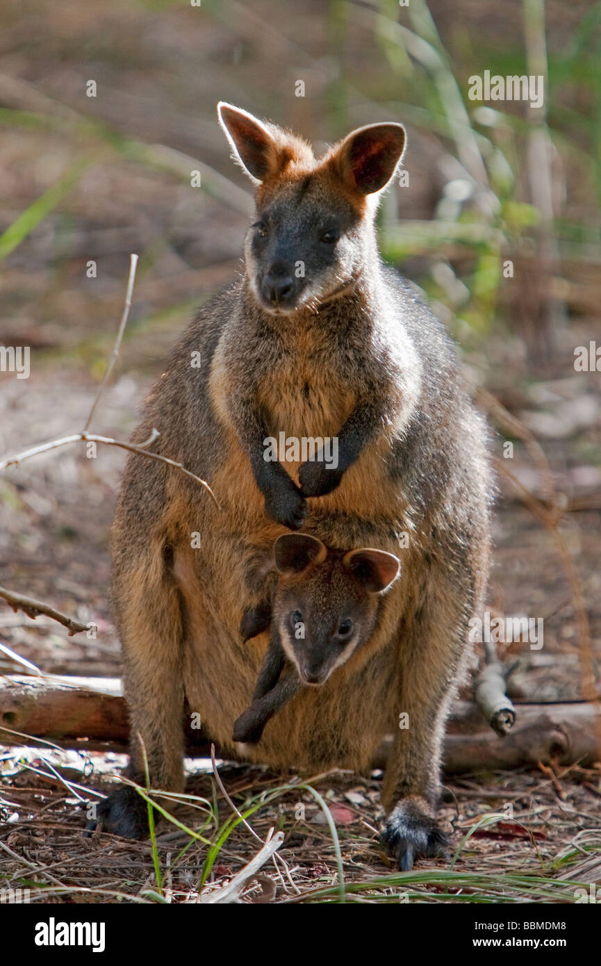 Australien, Victoria. Ein Wallaby und ihr Joey auf Phillip Island. Stockfoto