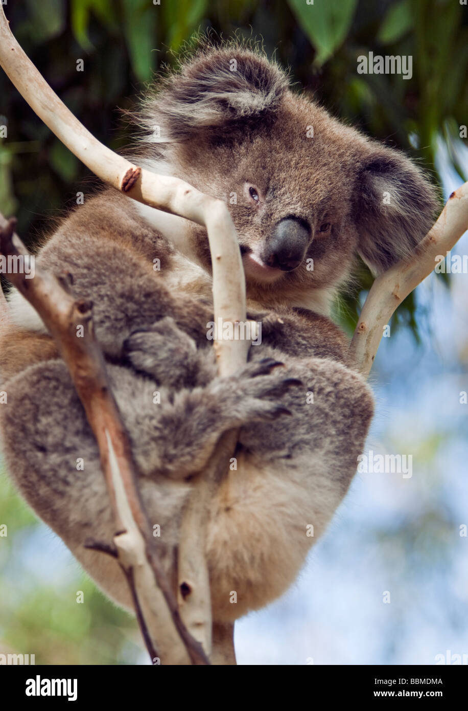 Australien, Victoria. Ein Koala auf Phillip Island. Stockfoto