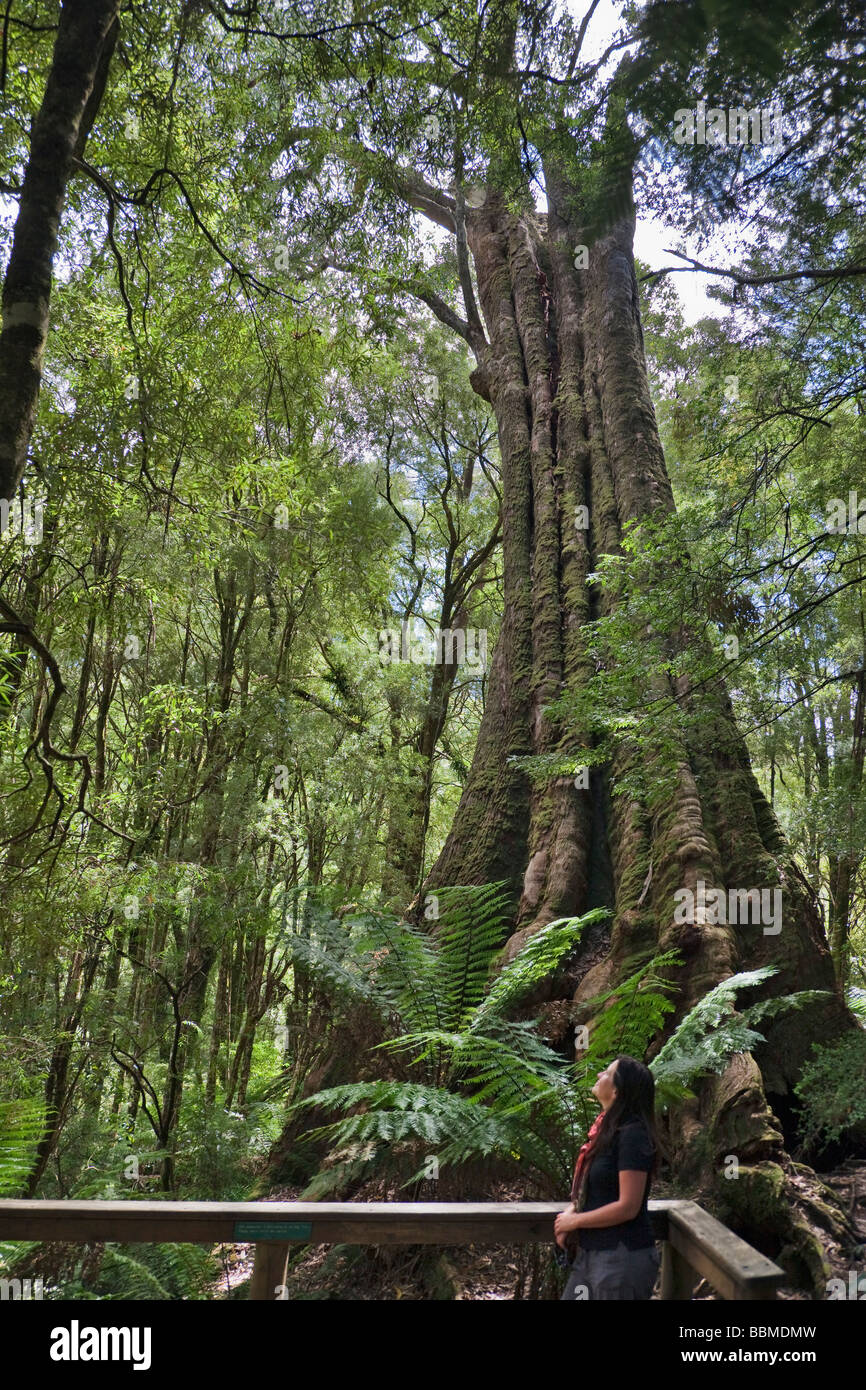 Australien, Victoria. Ein riesiger Eukalyptus-Baum im Regenwald von Melba Gully InOtway National Park, Great Ocean Road. Stockfoto