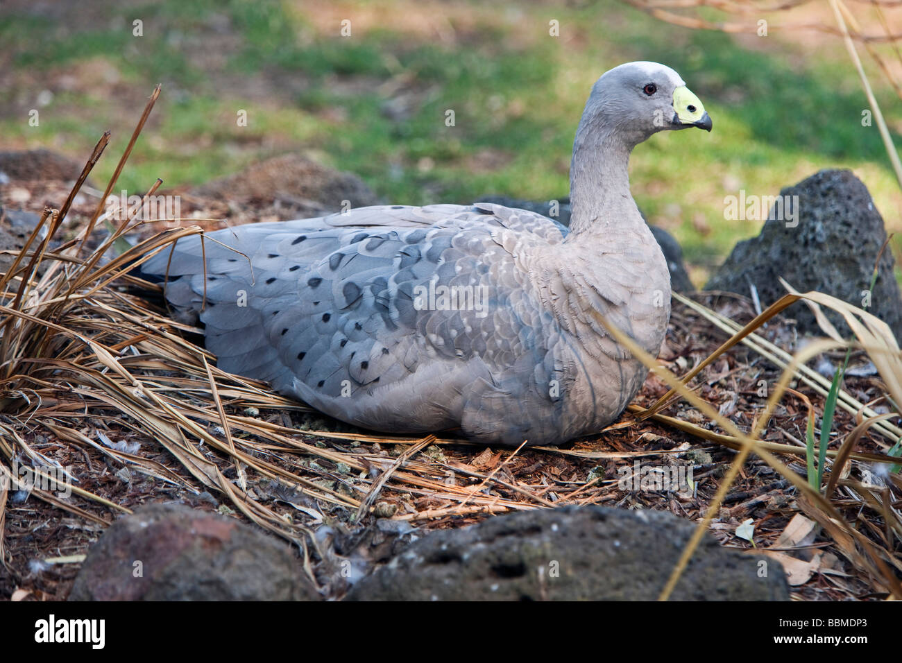 Australien, Victoria. Ein Cape Barren Gans. Stockfoto