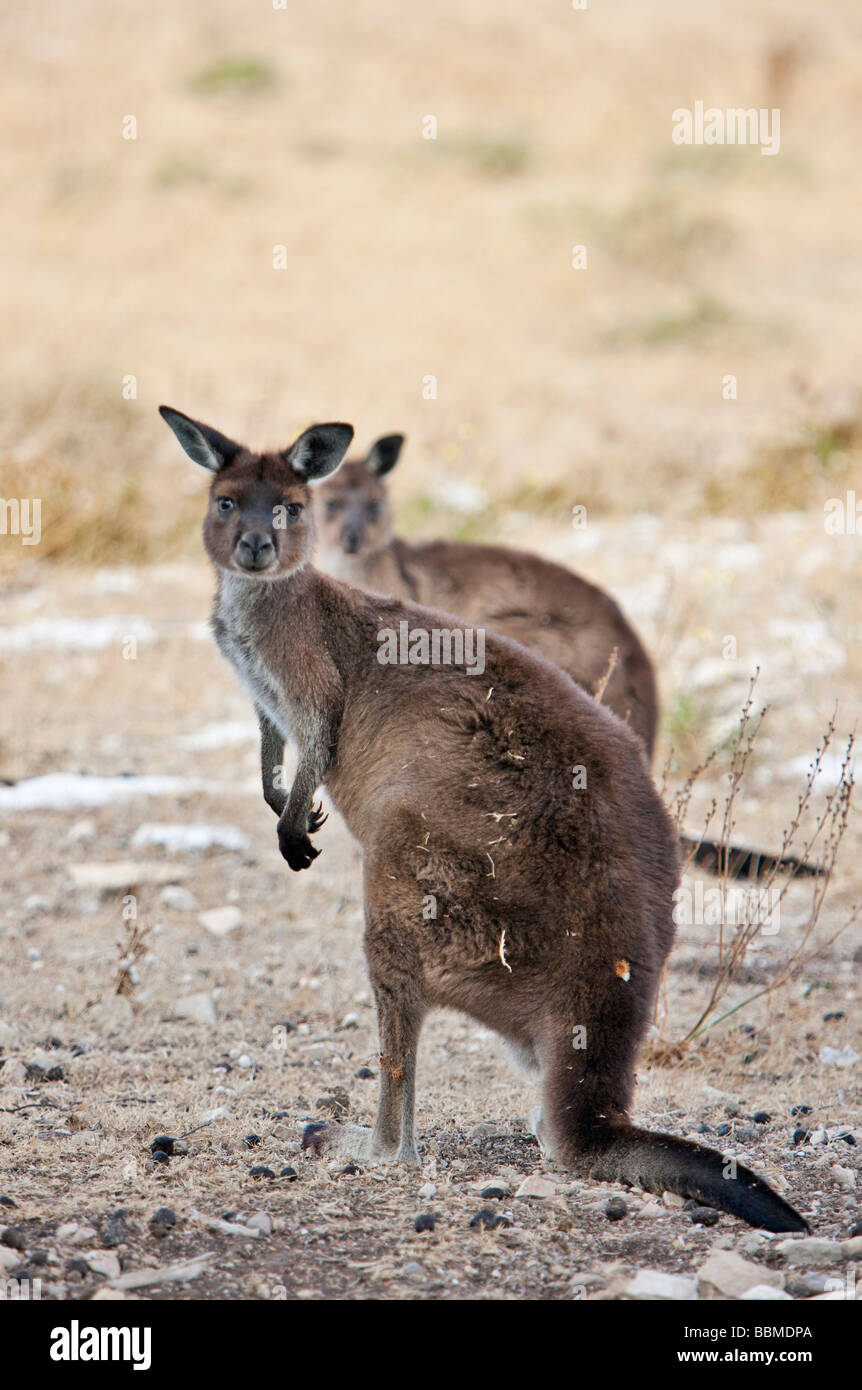 Australien, Süd Australien. Eine Untergattung des Western Grey Kangaroo bekannt als das Känguru-Insel-Känguru. Stockfoto