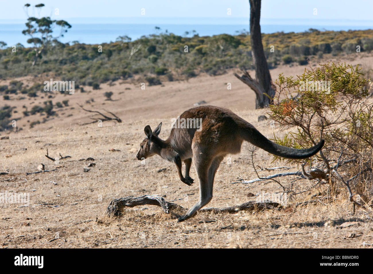 Australien, Süd Australien. Eine Untergattung des Western Grey Kangaroo bekannt als das Känguru-Insel-Känguru. Stockfoto