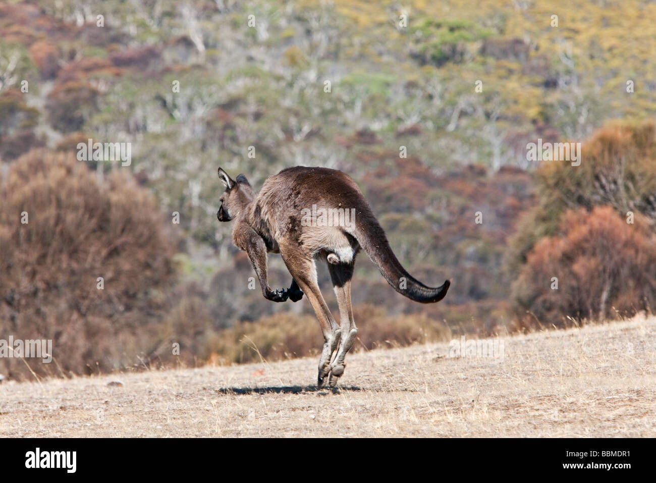 Australien, Süd Australien. Eine Untergattung des Western Grey Kangaroo bekannt als das Känguru-Insel-Känguru. Stockfoto