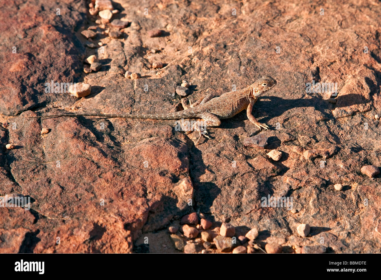 Australien, Northern Territory. Ein Katta Drache auf Felsen am Kings Canyon perfekte Tarnung für dieses Reptil. Stockfoto