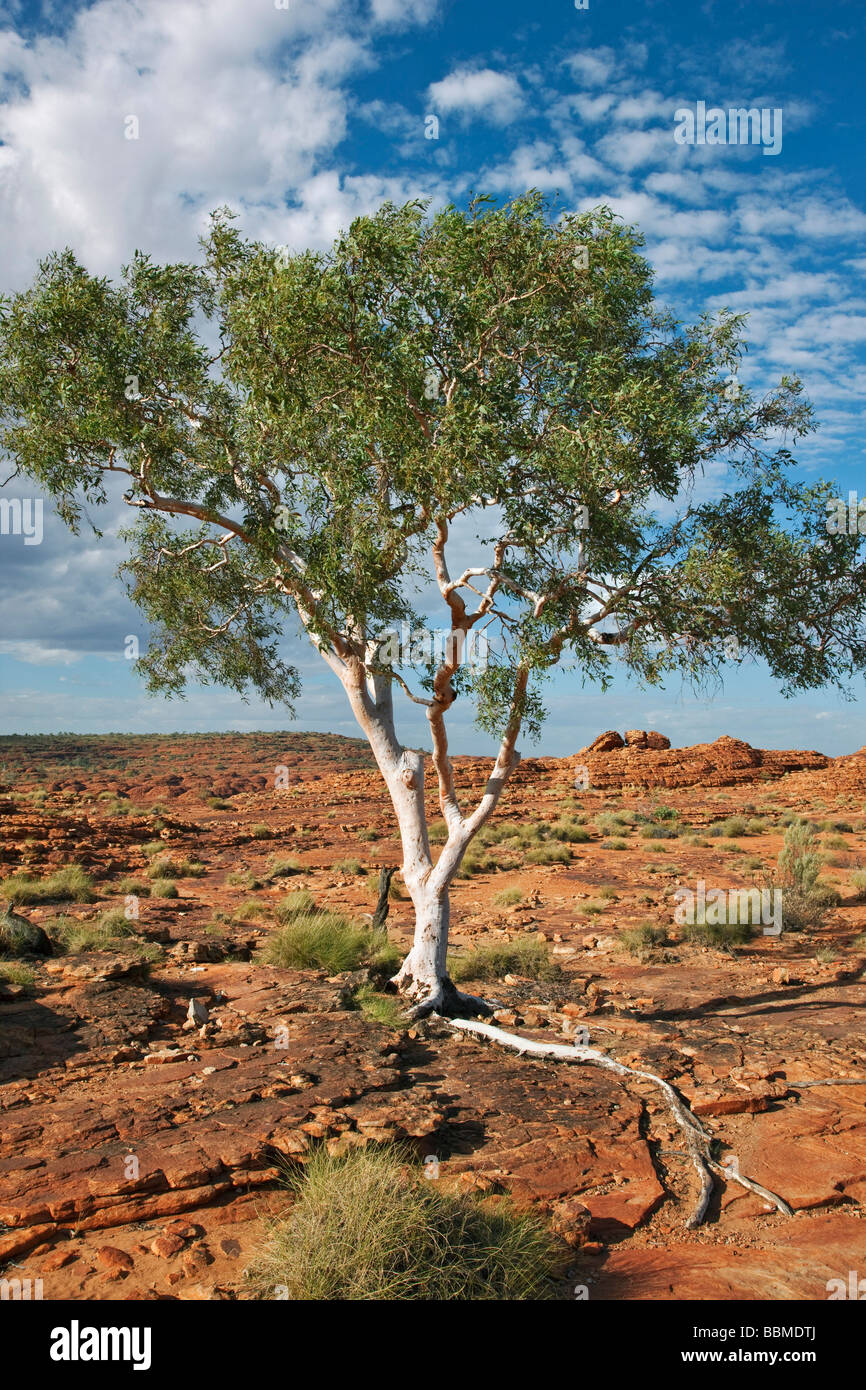 Australien, Northern Territory. Ein Ghost Gum mit einer freiliegenden Wurzel gedeiht in felsigem Gelände am Kings Canyon. Stockfoto